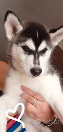 Incantevoli cuccioli di Siberian Husky