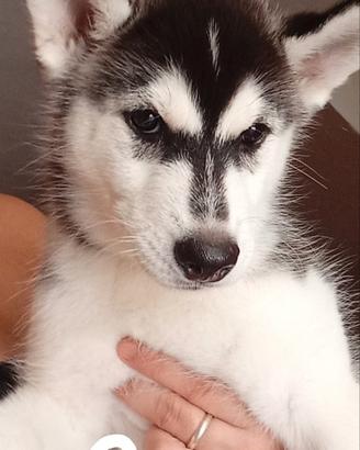 Incantevoli cuccioli di Siberian Husky