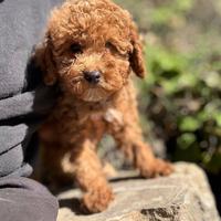 Cuccioli di barboncino
