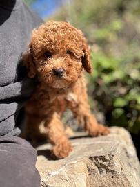 Cuccioli di barboncino