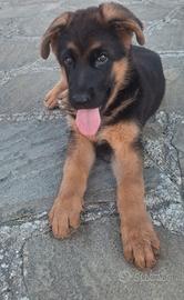 cuccioli pastore tedesco 