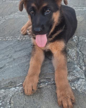 cuccioli pastore tedesco 