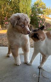 Cuccioli Pastore Australiano con pedigree
