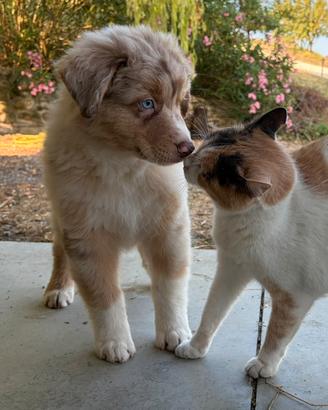 Cuccioli Pastore Australiano con pedigree