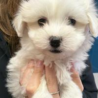 Cucciolo di maltese con pedigree