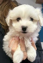 Cucciolo di maltese con pedigree
