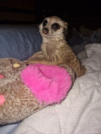 Cucciolo suricato maschio