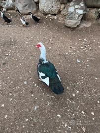 Anatra muta maschio