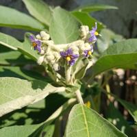 Solanum mauritianum Semi o piante