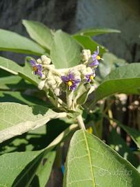 Solanum mauritianum Semi o piante