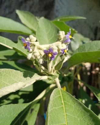 Solanum mauritianum Semi o piante