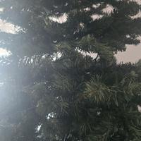 albero di natale 