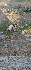 Jack Russell