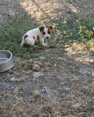 Jack Russell