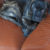 Cane corso, cuccioli