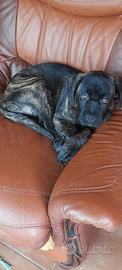 Cane corso, cuccioli