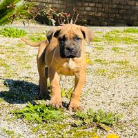 Cane Corso Fulvo - Femmina