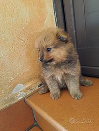 Volpino di Pomerania
