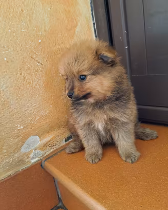 Volpino di Pomerania