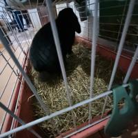 Coniglio ariete nano maschio leggi