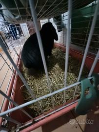 Coniglio ariete nano maschio leggi