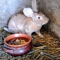 Conigli maschio e femmina non consanguinei