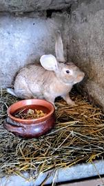 Conigli maschio e femmina non consanguinei