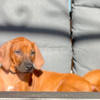Super cuccioli di Rhodesian Ridgeback alta genealo