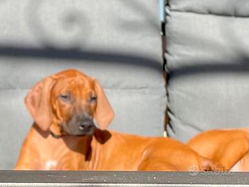 Super cuccioli di Rhodesian Ridgeback alta genealo