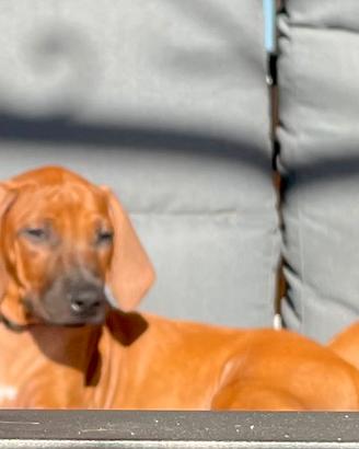Super cuccioli di Rhodesian Ridgeback alta genealo