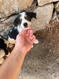 Cuccioli di piccola taglia