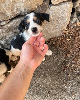 Cuccioli di piccola taglia