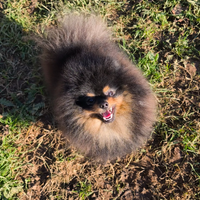 MONTA Spitz tedesco nano / pomerania ACCOPPIAMENTO