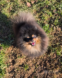 MONTA Spitz tedesco nano / pomerania ACCOPPIAMENTO