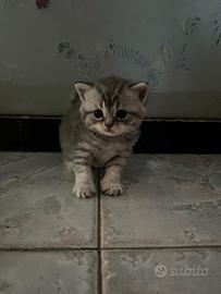 Cucciolata di gatti scottish fold e straight