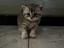 Immagine 1