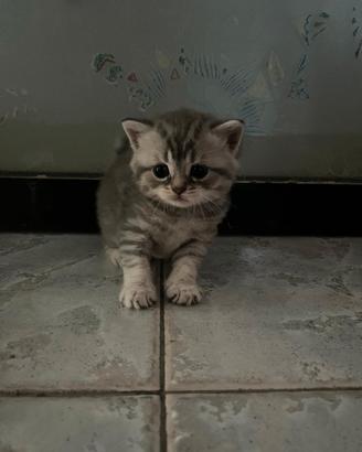 Cucciolata di gatti scottish fold e straight