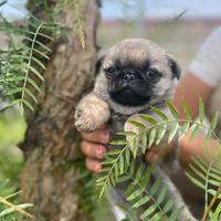 Carlino maschio nano