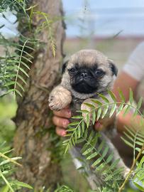 Carlino maschio nano