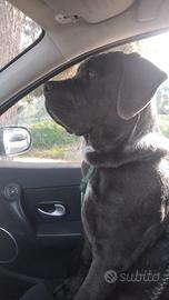 Cane corso