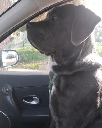 Cane corso