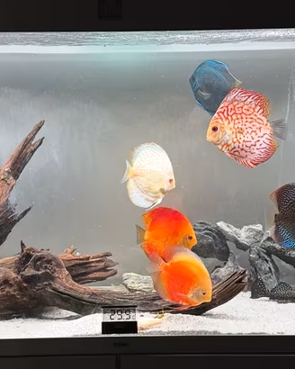 Acquario CIANO 200 L + mobile e Filtro PRATIKO 300