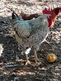 gallo bello grande 