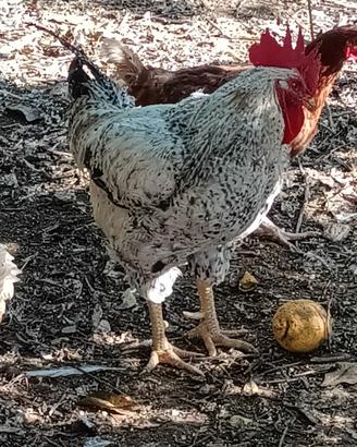 gallo bello grande 