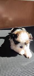 Cucciola di Shihtzu