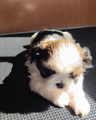 Cucciola di Shihtzu