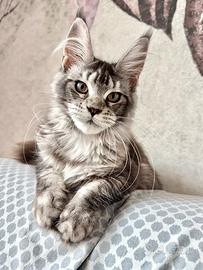 Cucciola Maine Coon Black Silver