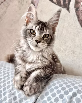 Cucciola Maine Coon Black Silver
