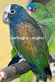 Pappagallo - Pionus Senilis
