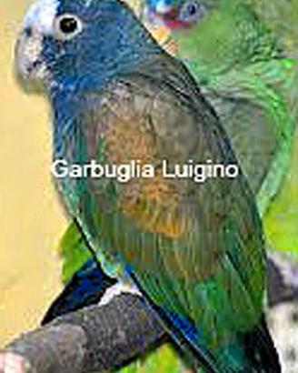 Pappagallo - Pionus Senilis